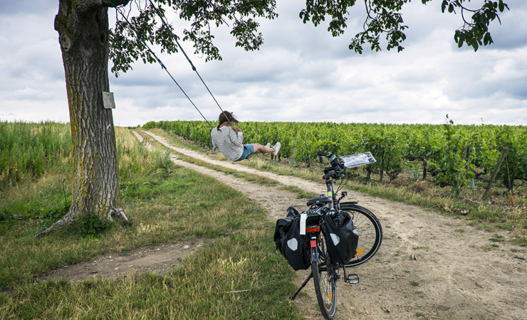 Saumur vineyards