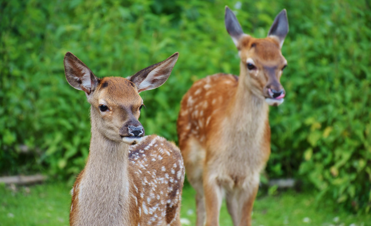 roe deer in Sologne