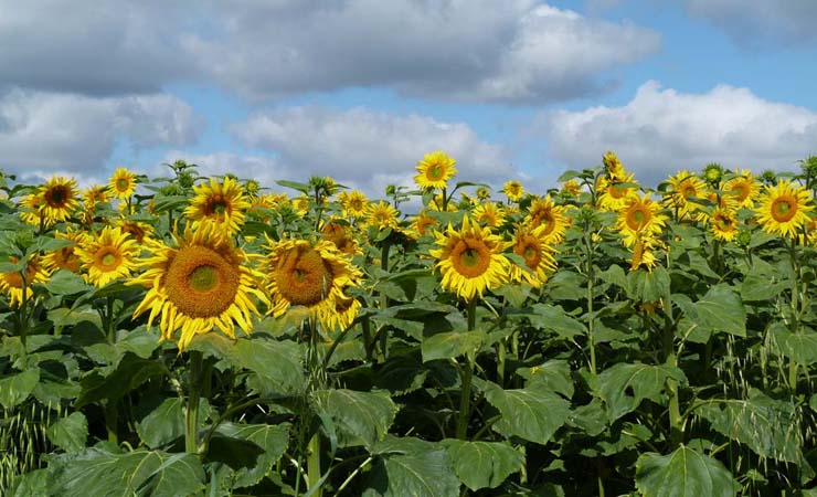 sunflowers field