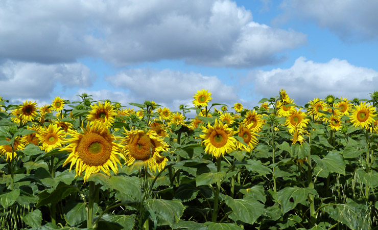 Sunflowers