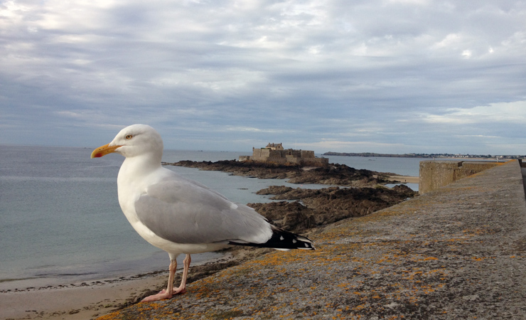 Saint Malo's seagull