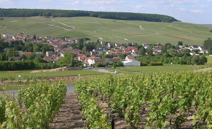 Champagne vineyards