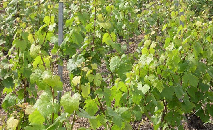 Champagne vineyards