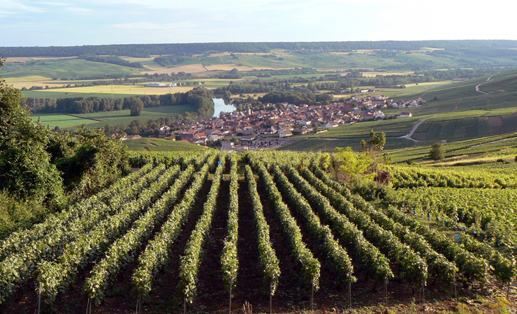 Champagne vineyards