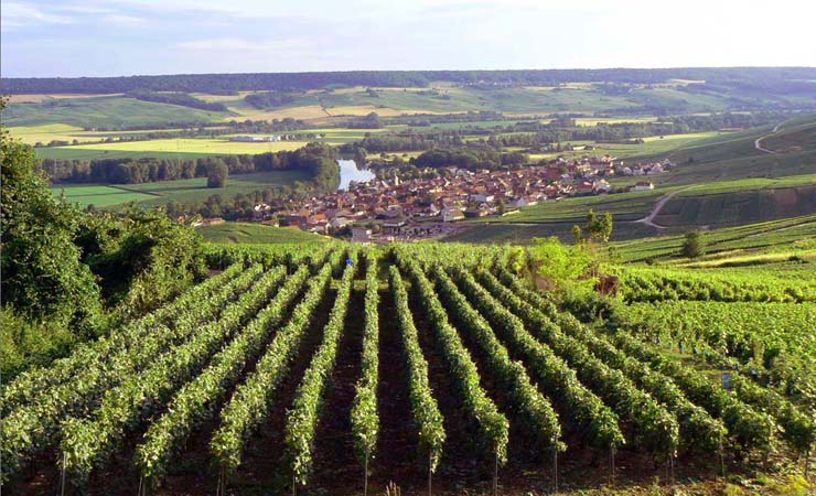 Marne river and vineyards