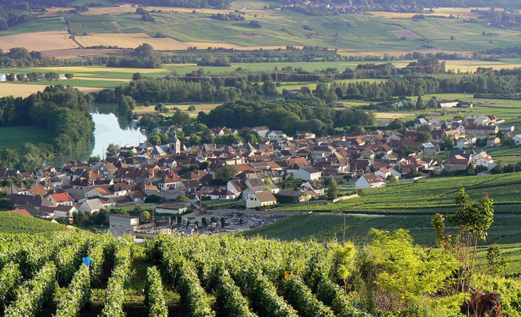 Champagne vineyards