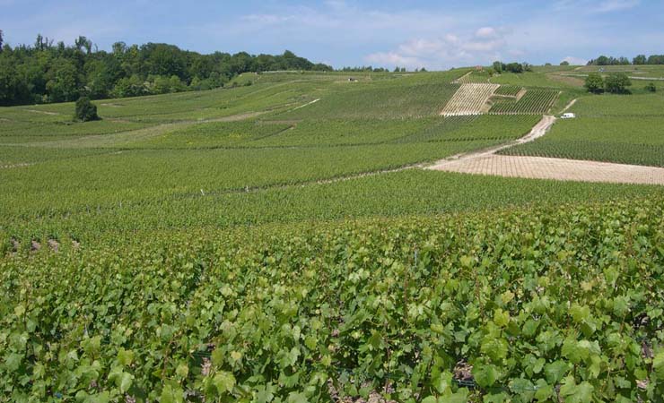 Champagne vineyards