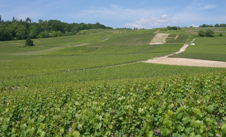 Champagne vineyards