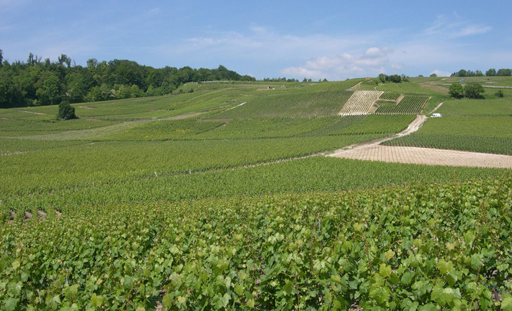 Champagne vineyards