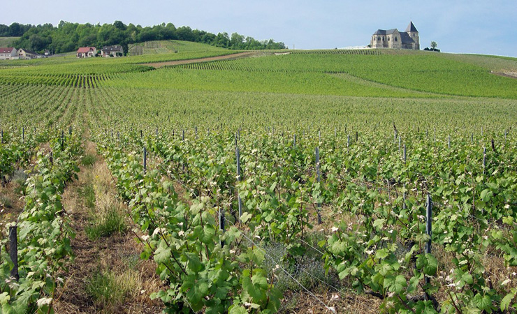 Champagne vineyards