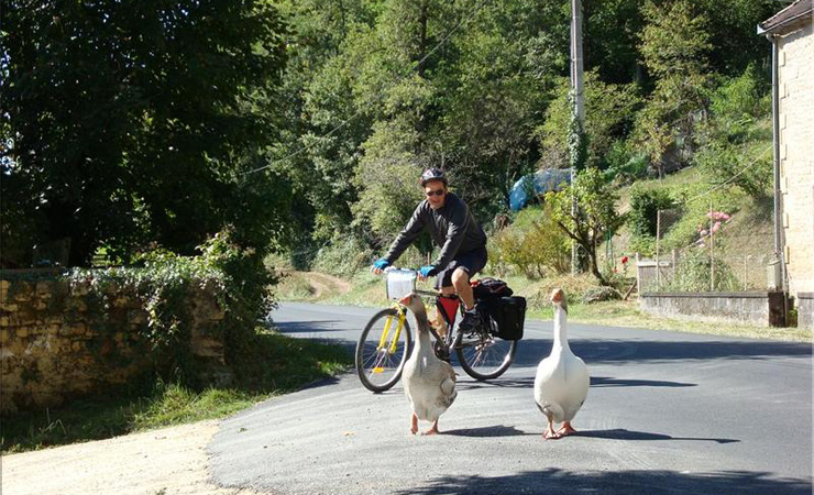 meeting with the geese