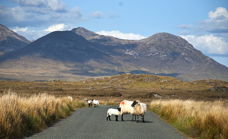 In the middle of the road again!