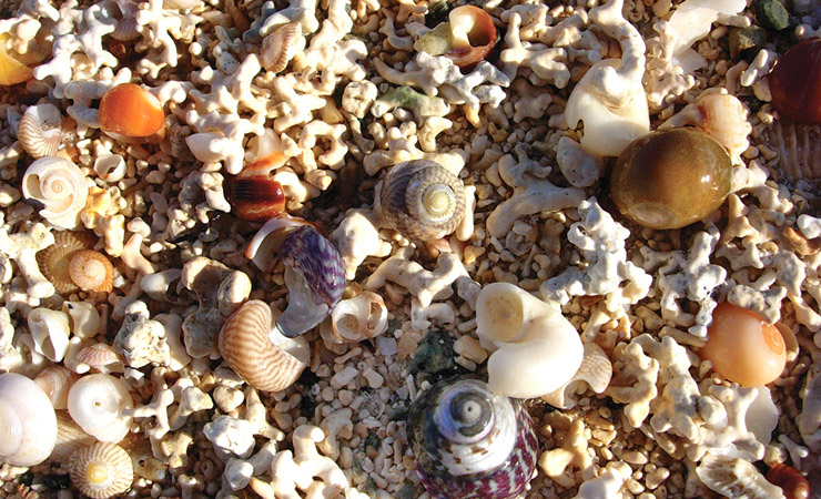 Shells and Foramineral Sand