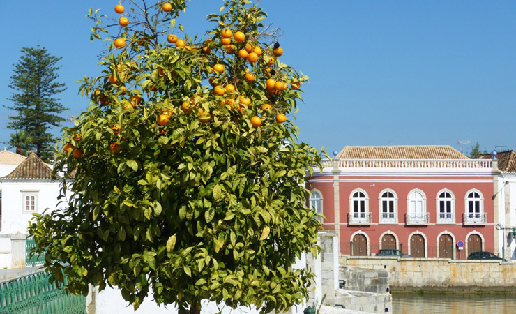 Tavira