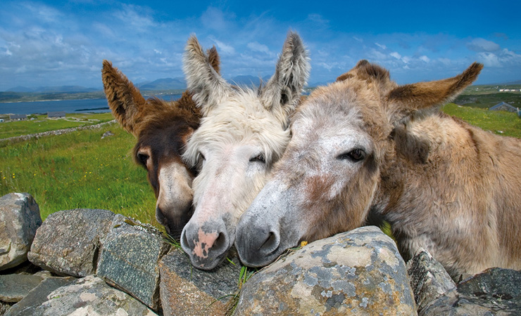 The Friendly Donkeys of Mannin