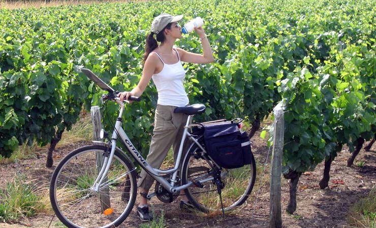 Burgundy vineyards
