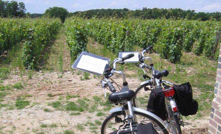 Champagne vineyards