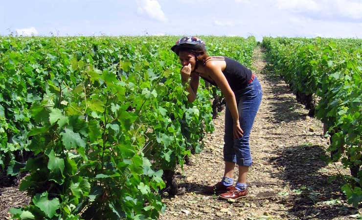 Champagne vineyards