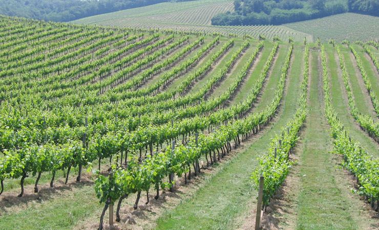 Bordeaux vineyards