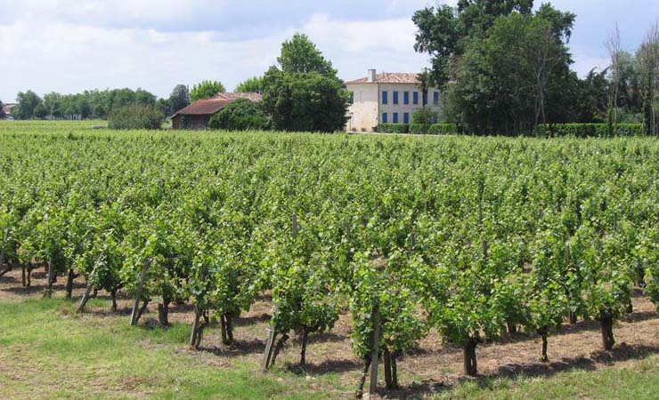 bordeaux vineyards