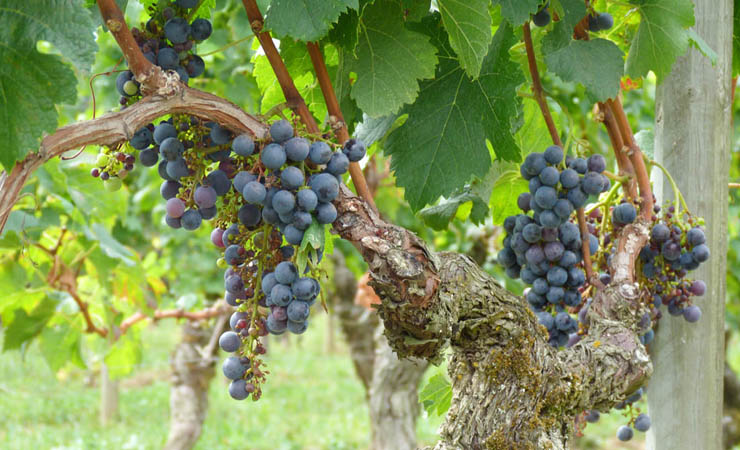 bordeaux vineyards