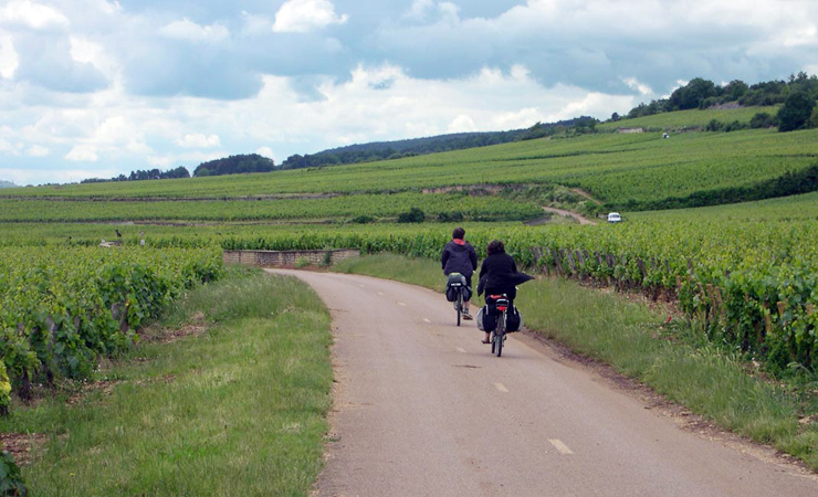 Burgundy vineyards