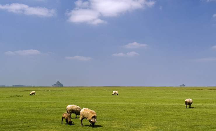 Salt marshes sheeps