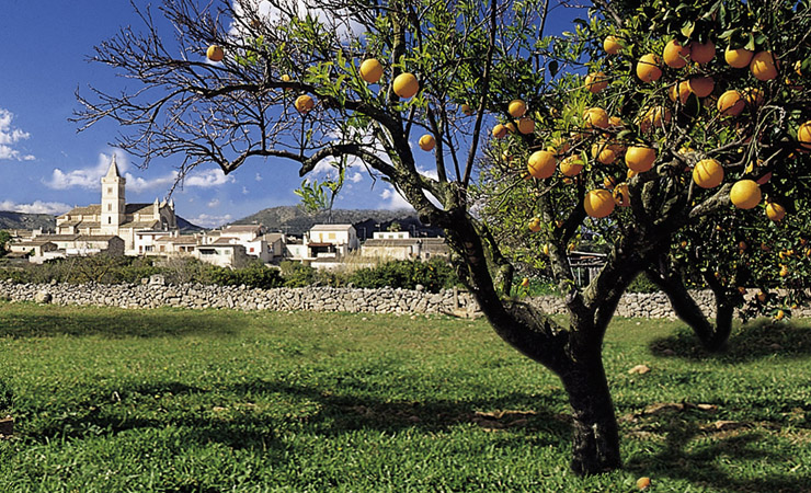 orange plantation