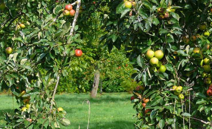 bocage - apple trees