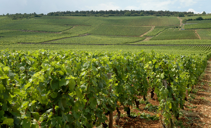 Romanée Conti vineyards