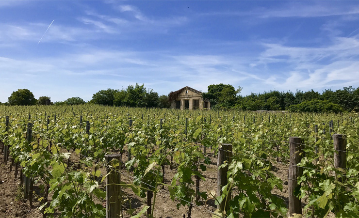 Saint-Émilion vineyards