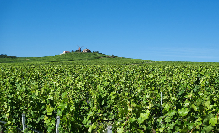 vignobles champagne