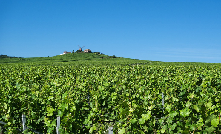 Champagne vineyards