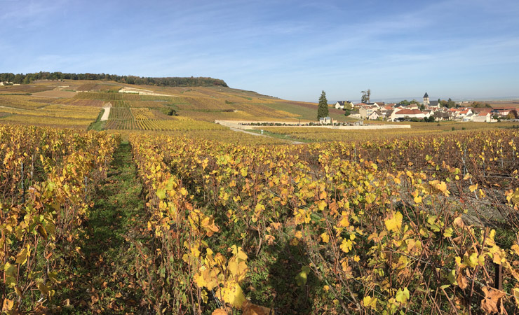 Champagne vineyards