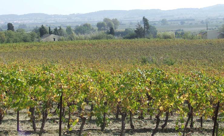 canal du midi vineyards