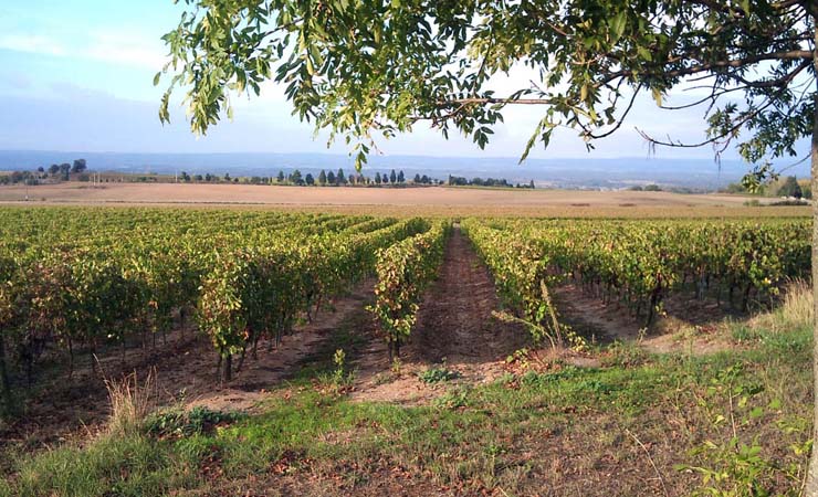 canal du midi vineyards