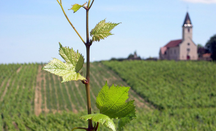 Southern Burgundy vineyards