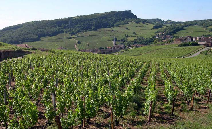 Southern Burgundy vineyards