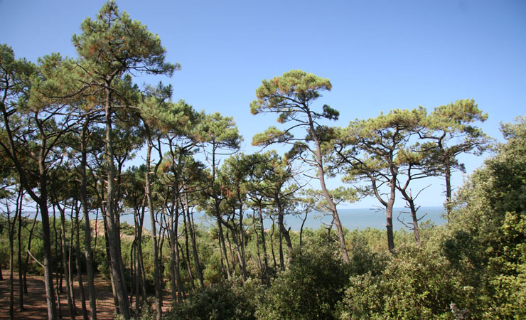 St Brévin forest