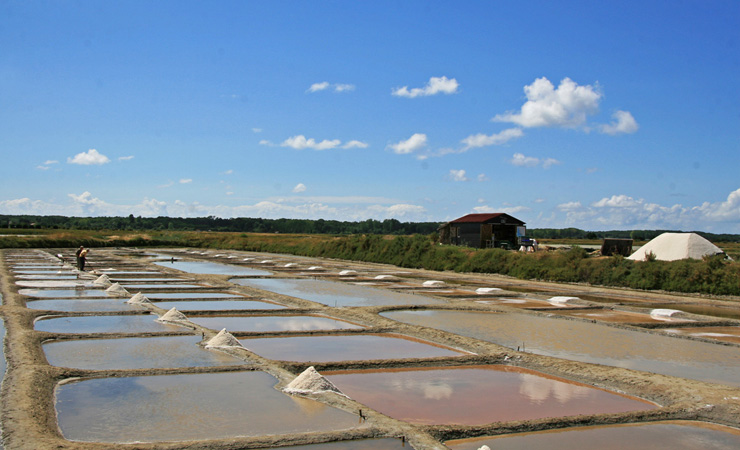 Salt marshes