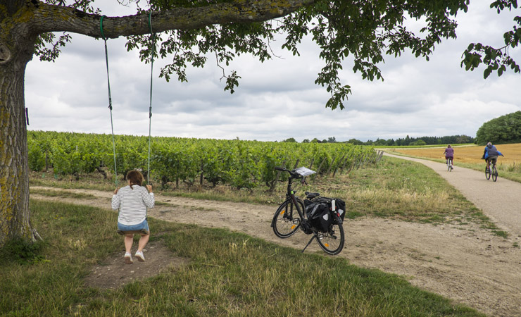 Saumur Champigny vineyards