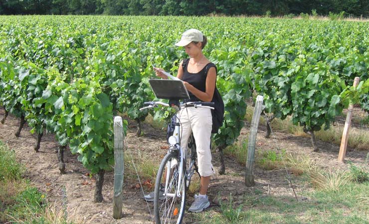 vineyards