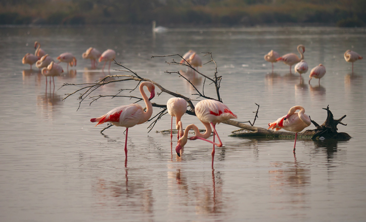 Camargue - pink flamigos