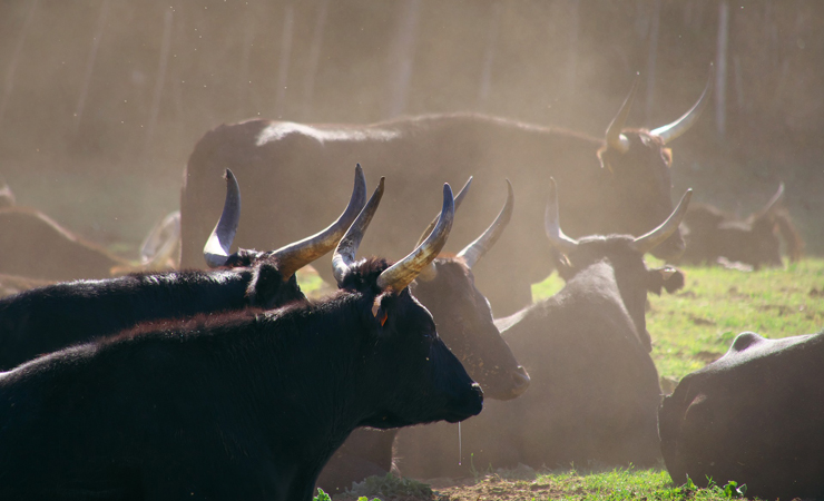 Camargue - bulls