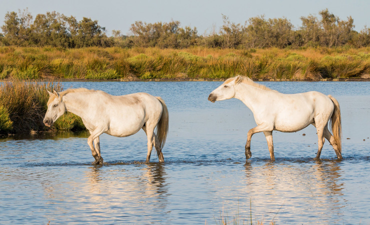 camargue horses