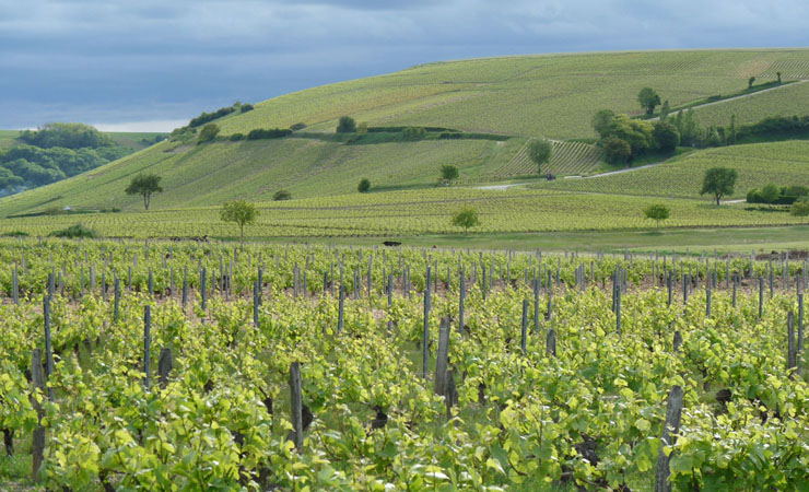 Sancerre vineyards