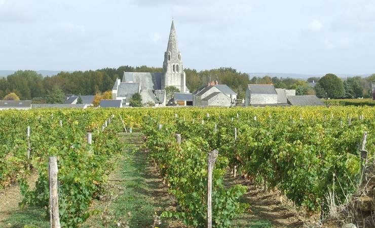 Saumur Champigny vineyards