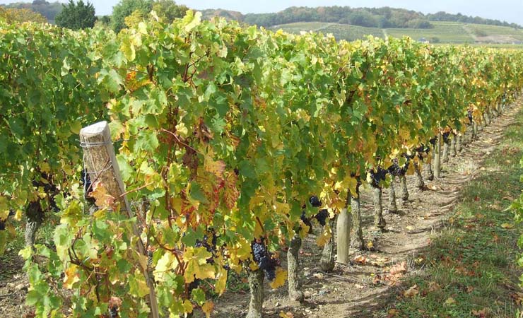 Saumur Champigny vineyards