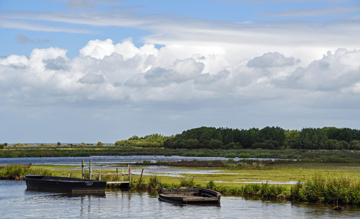 marsh - Brière park