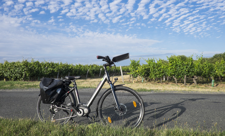 Touraine vineyards